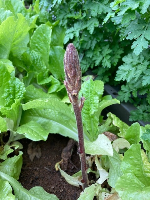 この植物は何でしょうか プランターで育てているチマサンチの間から Yahoo 知恵袋