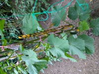 きゅうりの赤ちゃん が育ちません 昨年は野菜用のプランターで１株だけ植えて栽 Yahoo 知恵袋