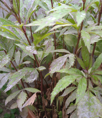 フジバカマの芽が出てきたのですが これは病気でしょうか 下から葉が枯 Yahoo 知恵袋