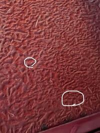 ポストの中身を取ろうとしたら白い小さい虫がいてびっくりしました 他にもた Yahoo 知恵袋