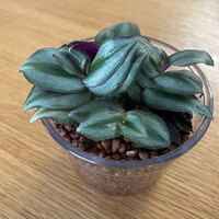 Ikeaでハイドロカルチャーを購入しました こちらの植物名がわかる方いらっしゃ Yahoo 知恵袋