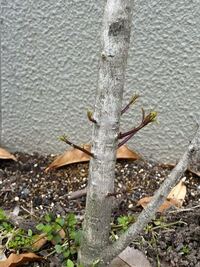 キンモクセイが高くなりすぎましたので 高さを半分ぐらいにしたいので Yahoo 知恵袋