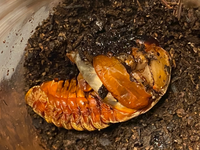 カブトムシが蛹化の過程で 写真のような状況になっています 下半身の皮は脱げてい Yahoo 知恵袋