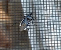 Iphoneauではもう待ちうたを設定できる方法はありませんか Yahoo 知恵袋