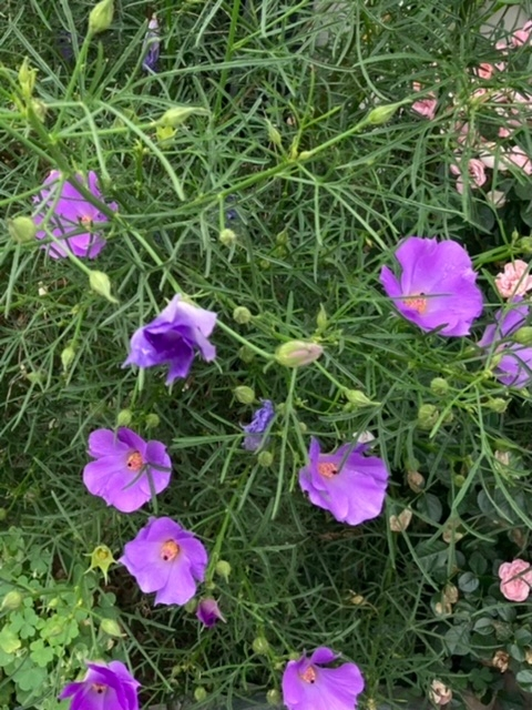 画像の花の名前を教えて下さい。 5月、近所で咲いていた紫の花です。 芙蓉かなと思いましたが、違うような気がします。