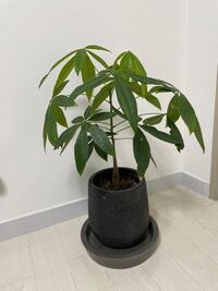 パキラが根詰まりをしていて成長が止まっていたため手元にある大きめの鉢に植え替え Yahoo 知恵袋