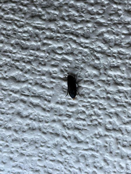 この虫はなんという虫でしょうか？ 突然家の中に発生して3日間で10匹ほど処理しましたが、まだ頻繁に壁や天井に出てきて困っています。 駆除方法もご存知でしたらご教示いただきたく思います。 画像が不鮮明で、難しい質問ですみません…。