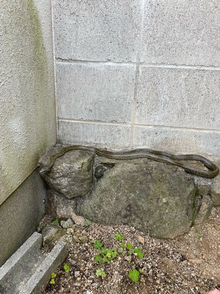 庭にヘビが出ました。 これは何という種類のヘビですか？