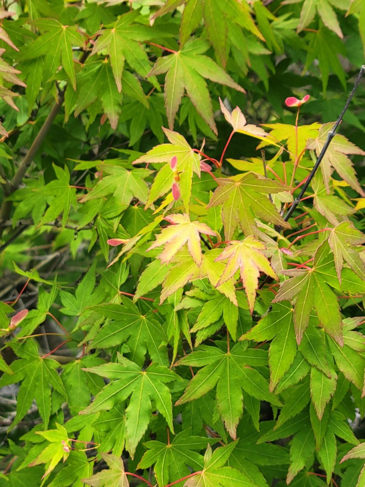 季節外れのもみじの紅葉 庭の紅葉のてっぺんの層の葉だけが紅葉しています。 次の層より下の葉は新緑の緑色です。 今頃紅葉とは病気によるものですか？