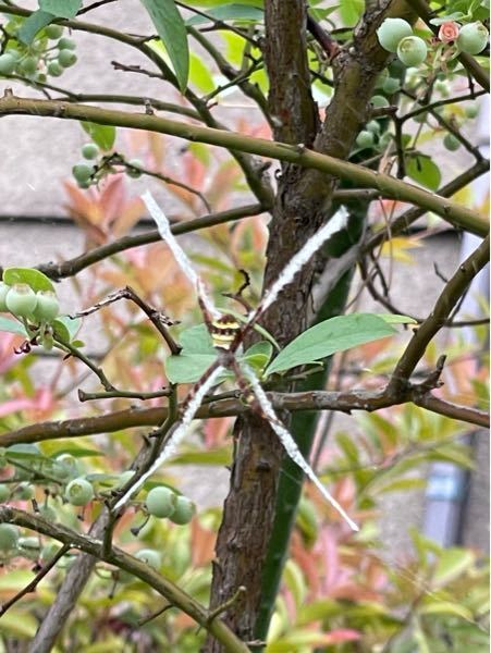 この虫何ですか？ 家で育てているブルーベリーの木に数日前からこのような蜘蛛がおり、ずっと動きません。 白い部分もこいつが出してます。 毒がありそうで怖いので、どうすればいいのかも教えていただけるとありがたいです。