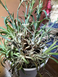 母の日に妻に買った鉢植えのカーネーションが枯れかけています 直径 Yahoo 知恵袋
