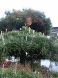 松の盆栽を枯れから再生させる方法を教えてください 5月に樹齢2 Yahoo 知恵袋