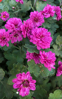この菊の種類や名前わかりますか 小菊より少しだけ大きいです ベイビーマム Yahoo 知恵袋