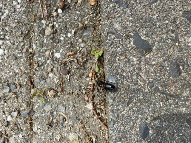 この蟻って何蟻でしょうか？ 大きさが2.5cmぐらいあって驚いたのですが