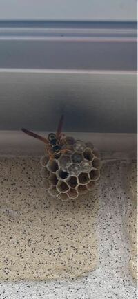 これは何蜂か分かる方いらっしゃいますか？ 早めに駆除した方がいいのでしょうか？
安全な駆除の仕方も教えて頂けると嬉しいです。