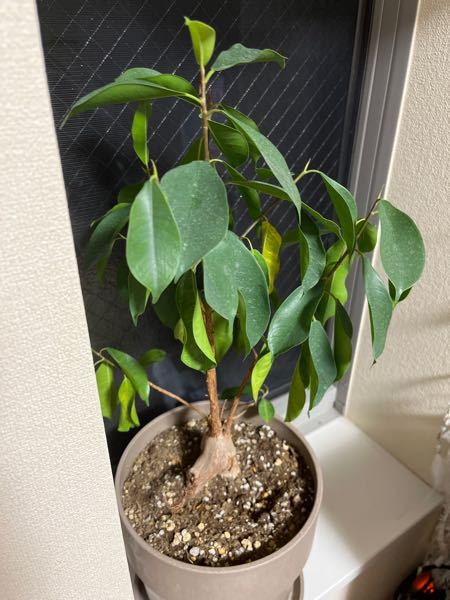 1ヶ月前まではすくすく育っていたガジュマルが 突然元気がなくなりました Yahoo 知恵袋