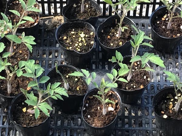 ミニトマトを種から育てています。 ここまで成長したのですが、植え替えをした方がいいですか？ その場合、鉢の大きさと1つの側に対して植える苗の数を教えていただけると嬉しいです！