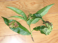 桃の木の病気について質問します今年に初めて桃の木の葉に病気が発生しましたこれは Yahoo 知恵袋