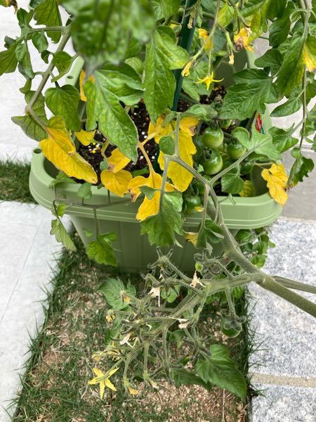 ミニトマトの葉っぱが黄色になってきました。 追肥はしたのですが、対策に自信がなく。 何か追加でやった方がいいことがありますか？ 黄色の葉っぱを切り落とすなど。