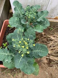 プランターにてブロッコリーを栽培してるのですが花が咲いてしまいました もうダメ Yahoo 知恵袋