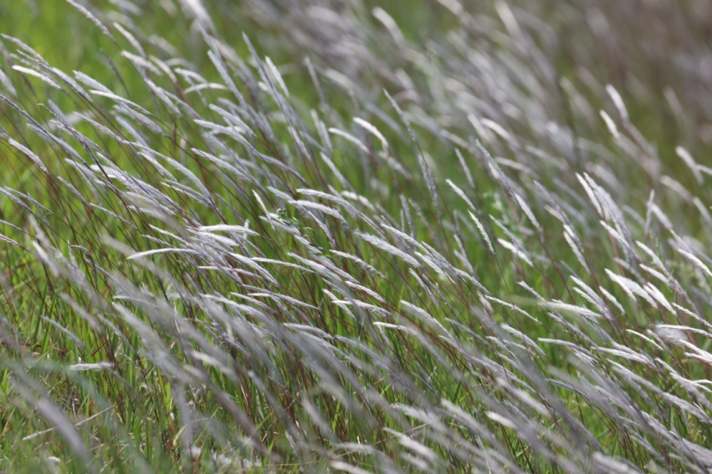 写真の草は何でしょうか。 教えていただけますと嬉しいです。 5/14大分県で撮影しました。