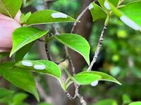 庭のヒメシャラにこんな虫がたくさんいました この虫は何ですか 教えてくださ Yahoo 知恵袋