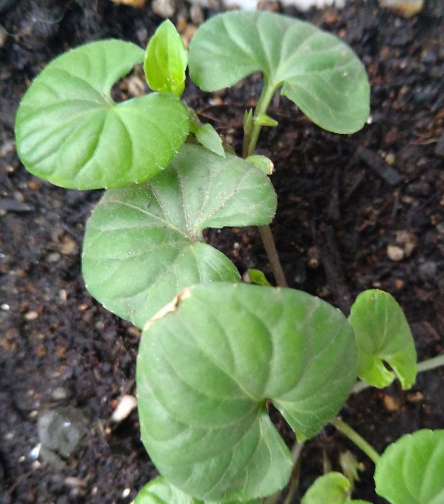 こちらの植物は何ていう名前でしょうか 昨年ススキを買ったのですが 今年になってススキの横から出てきました フタバアオイに似てまが、生え方や、 葉も薄く、葉っぱの脈も違うように思います。