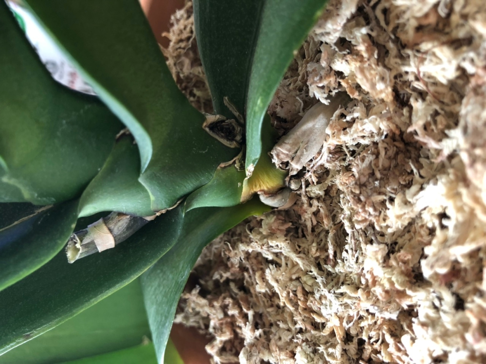 胡蝶蘭栽培の初心者です。 胡蝶蘭の水やりは水苔が乾いてからという記事をネットでよく見かけるのですが、鉢の中も完全に乾いてからの方がいいのでしょうか？ 植え替えして１週間後に初めての水やりをして、それから10日くらい経つのですが、表面はカラカラなのに鉢の中が乾く気配がなく、水をやっていいのか判断がつかなくて困っています。鉢の中は濡れているというより、わずかに湿気ているといった具合いで、４日間くらいずっと変化がありません。それでも乾くまで待った方がいいのでしょうか？株の状態は下葉が2枚垂れ下がり萎れ始めて、以前より薄くなった気がします。写真では少しわかりずらいかと思いますが、葉はだんだん黄緑っぽく色が薄くなり始め、葉の裏や葉の付け根が黄色くなり始めています。これは水不足なのか、根腐れなのか、葉の寿命なのかも判断がつきません。部屋が乾燥しがちなので葉水は朝晩くれています。このまま葉水だけで様子をみた方が良いのでしょうか？日に日に元気がなくなっていくようで心配です。アドバイス宜しくお願いします。