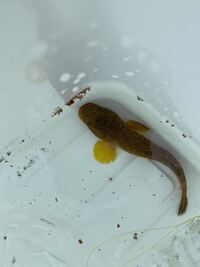 穴釣りしてました ハゼかなと思ったのですが ハゼにしては目が離れているように思 Yahoo 知恵袋