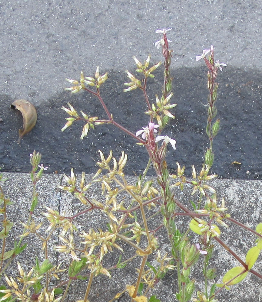 この草の名前を教えてください。 とても小さい白い花が咲いています。歩道のコンクリートの間から 生えています。30センチ程度の高さです。 茎が赤っぽく、細かい毛が生えてます。 小さいつぼみのようなものが、互い違いについています。 本日、西日本で撮影しました。 よろしく御願いします。