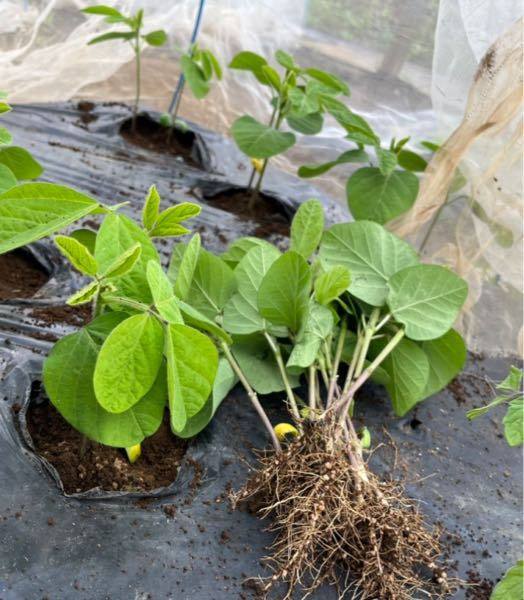 間引いた枝豆の葉は食べれるのでしょうか？もしくは、水耕栽培でこの後も育てることはできるのでしょうか？