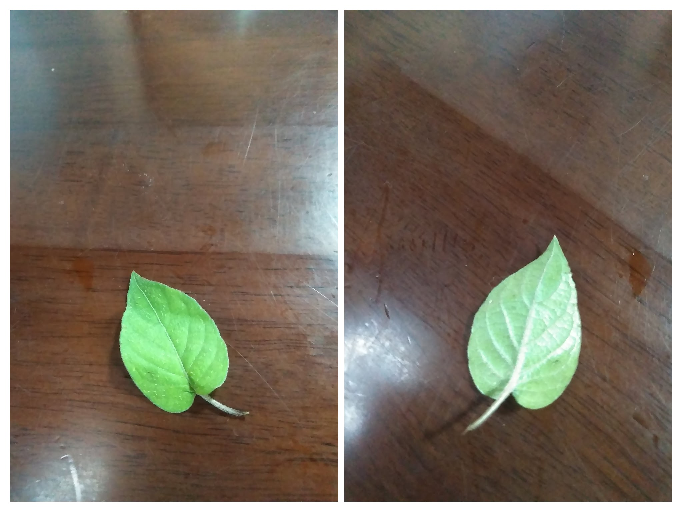 つる植物についてお訊きします 出てきて間もない若葉で、対生 葉の両面共 毛が生えています . 葉脈は縁に入らない. この葉は4cm 位 葉柄は1cm位です . 何という植物でしょうか？