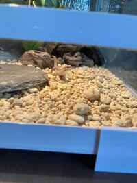 至急 カナヘビを飼育しようと考えているのですが ジェックスのグラステラリ Yahoo 知恵袋