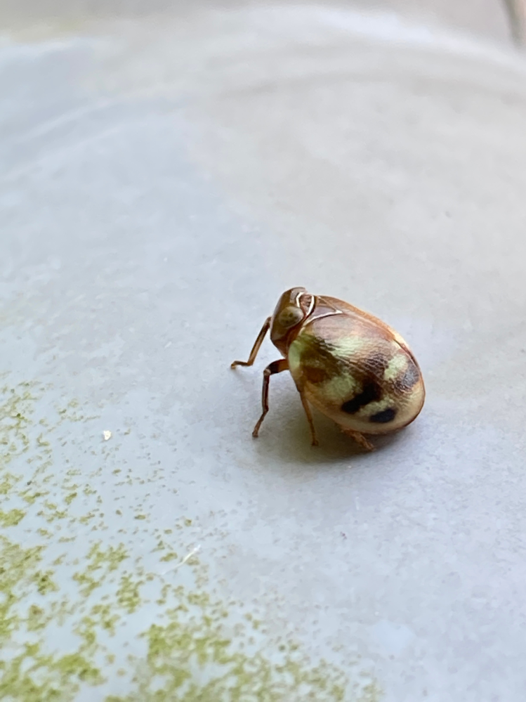 この虫の名前教えてください！ 徳島県の山の中の木陰 時間は昼間に見つけました フォルムはてんとう虫ですが、顔が違います。 初めて見ました( ・∇・)