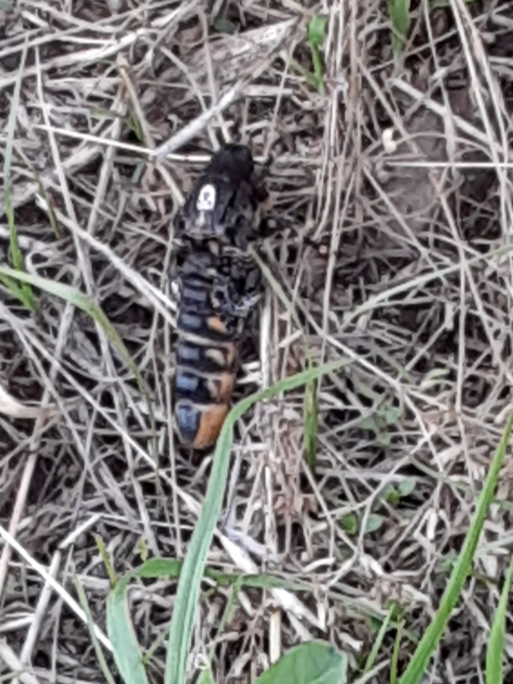 蜂みたいな虫を散歩中に見付けました。 これって何ですか？