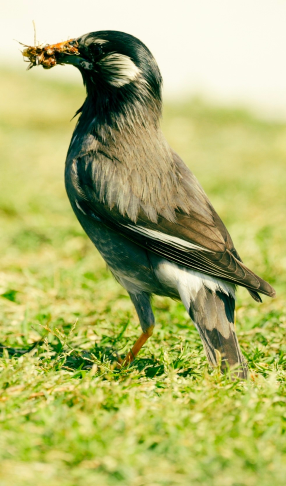 鳥類にお詳しい方に質問です。 添付しております鳥の名前を教えていただけますでしょうか？大阪の公園で見かけた鳥です。