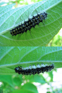 ５月の低山にいた何かの幼虫 毛虫です サナギになろうとしている途中な Yahoo 知恵袋