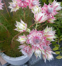 この花の名前を知りたいので教えてください ジョーイセルリアといいます H Yahoo 知恵袋