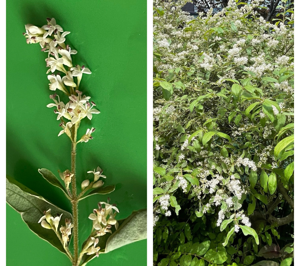 この植物の名前はなんでしょうか？ とても良い香りの花がたくさん咲いています。 1.8mほどの高さの木です。 写真は、右が植物全体で、左が花の部分のアップです？