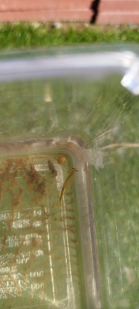 画像の真ん中に写っている魚 は何という名前でしょうか 今の時期の Yahoo 知恵袋