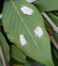 害虫駆除について桜の葉の裏側に多数のこのような白いものが不着していま Yahoo 知恵袋