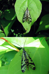 ５月の低山にいた昆虫です 細い体と所々透けている羽が特徴的です 何という名前の Yahoo 知恵袋