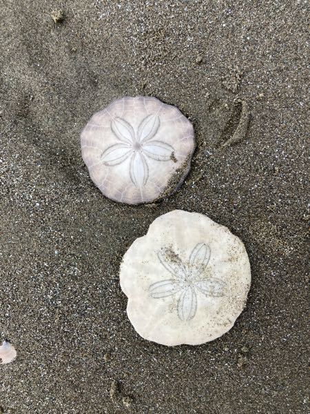 旅行中、浜辺を散歩していた時に見つけた貝殻です。名称を教えてください。