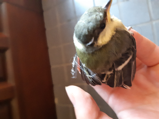 弱っている小鳥を拾ったのですが、小鳥の種類は、何でしょうか？小鳥の食べ物何でしょうか？