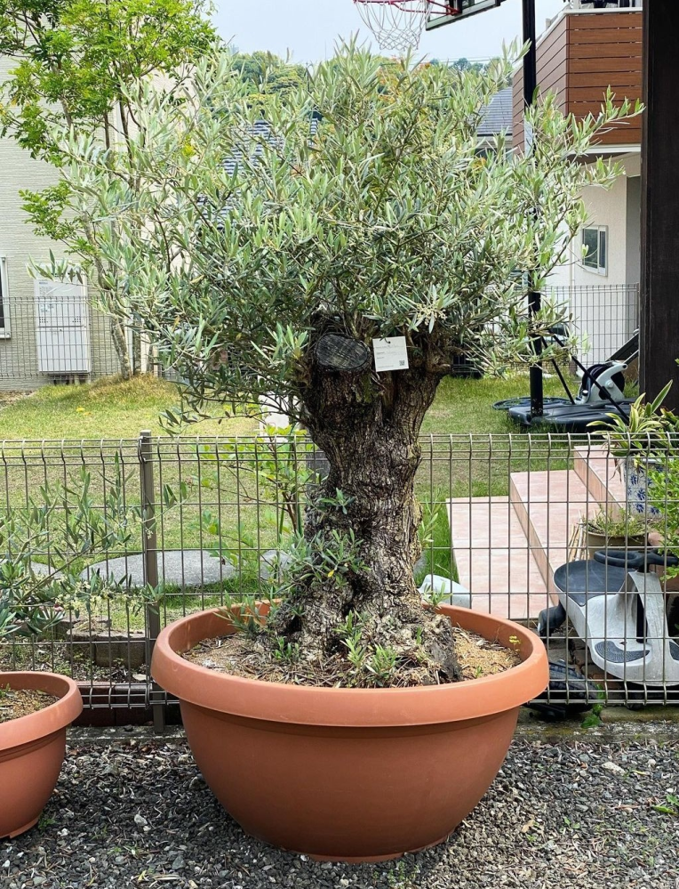 太い幹のオリーブ。 - 植物/観葉植物