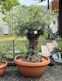 オリーブの木を自宅庭に地植えして３年経ちました 現在の姿は幹が少し太くなった程 Yahoo 知恵袋