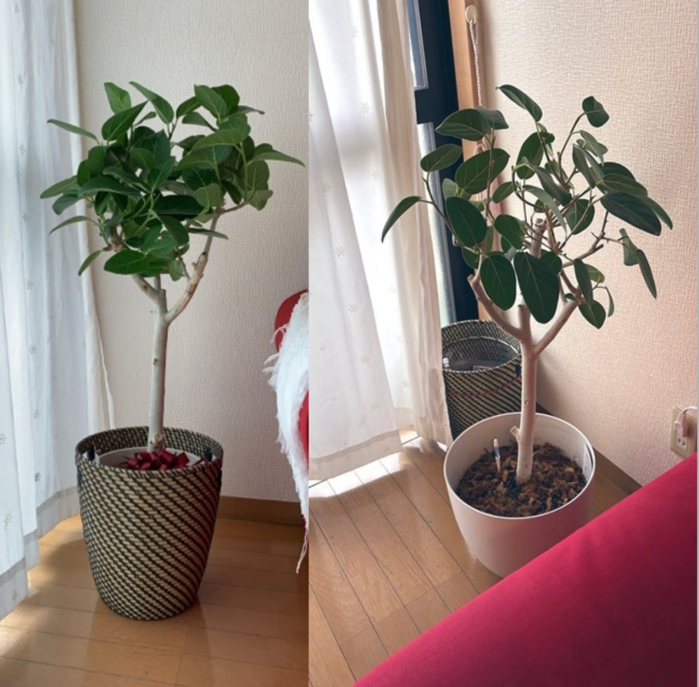 フィカスベンガレンシスの成長について質問です。 2年前いただいた時の写真が左側、現在が右側です。 1週間ほど前、あまりにも成長が遅い気がして、根詰まりでは、と思いひと回り大きい鉢に植え替えをし、...