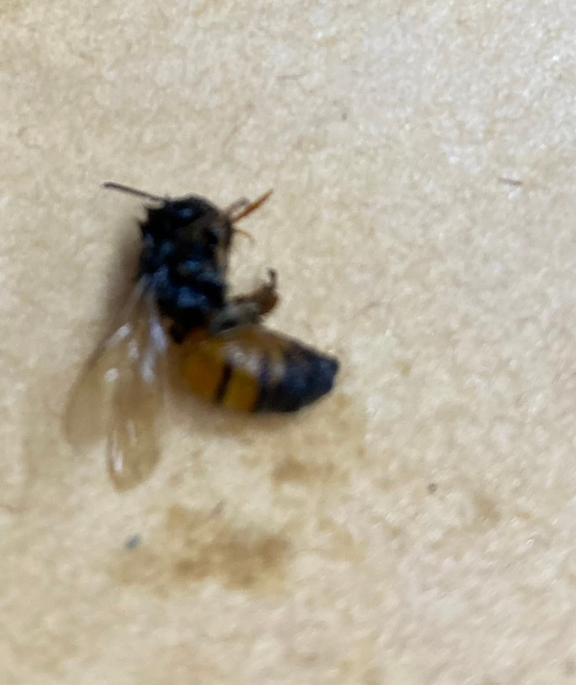 うちに蜂？のようなものが侵入してきました。換気扇経由で入って来ているのですがこの虫は何と言う虫でしょうか？