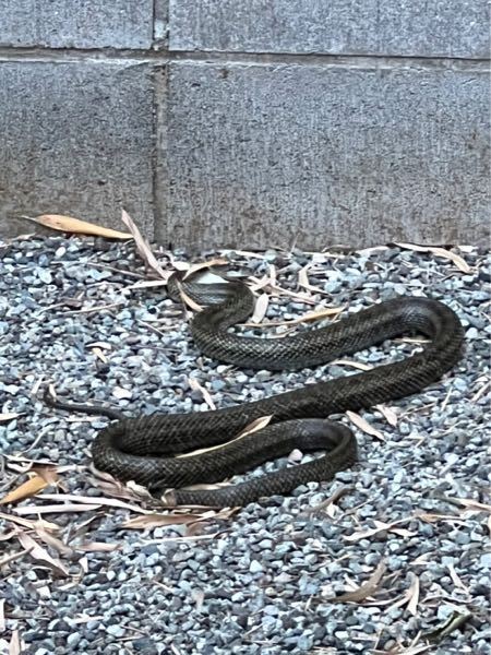 このヘビは何という種類ですか？ 毒はありますか？