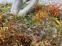 写真の 豆もやしみたいな植物の名前を知りたいです 外で育てているオリーブ Yahoo 知恵袋